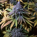Grandaddy Purple FAST Feminisierte Samen - Großpackung x 100