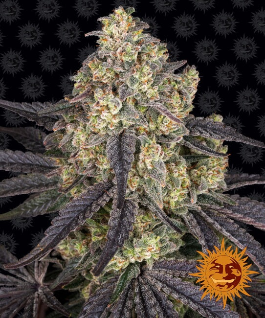 Semillas feminizadas de Kush Mintz