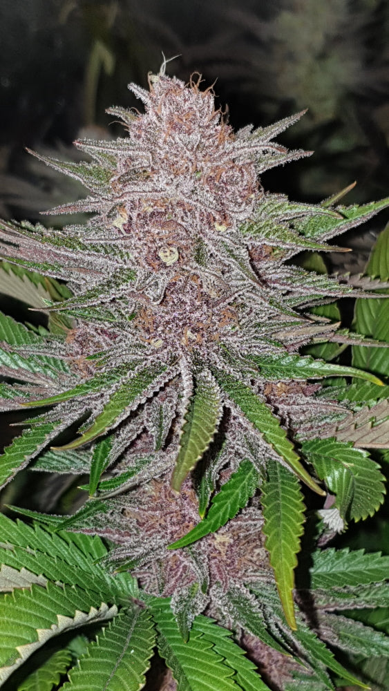 Forbidden Widow Feminised Seeds