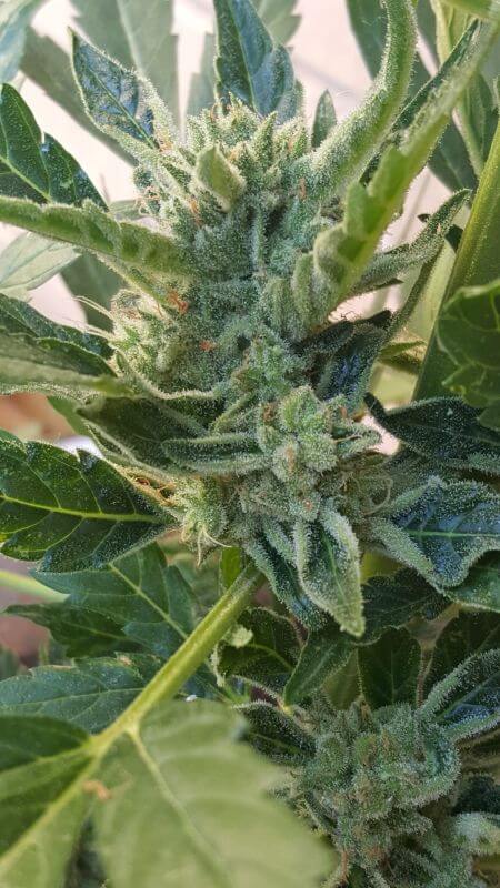 Semillas feminizadas de Banana Zkittlez Auto