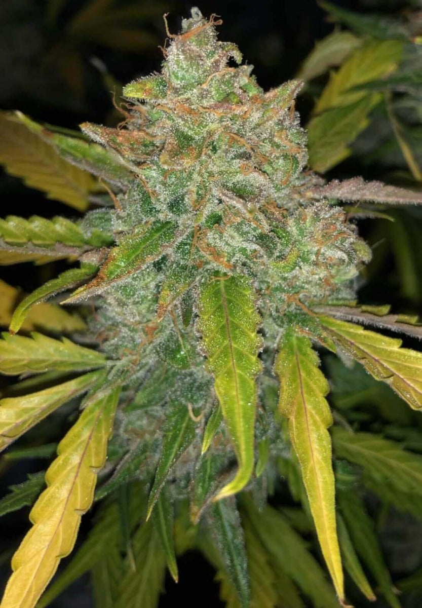 Semillas feminizadas Purple Sunset Auto