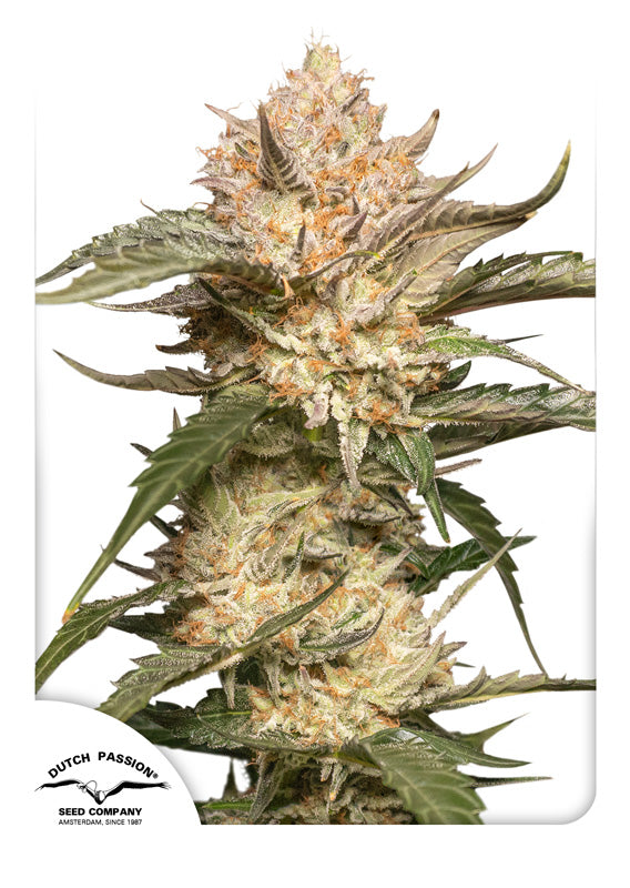 Semillas feminizadas Trichome & Cream Auto