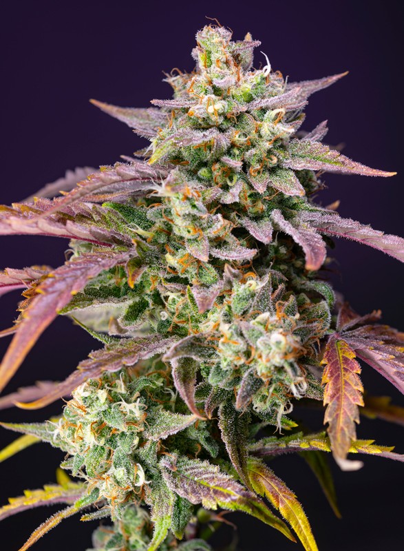 Semillas feminizadas Purple Punch OG XL Auto