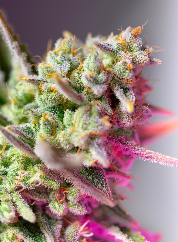 Semillas feminizadas de Sweet Mimosa XL Auto