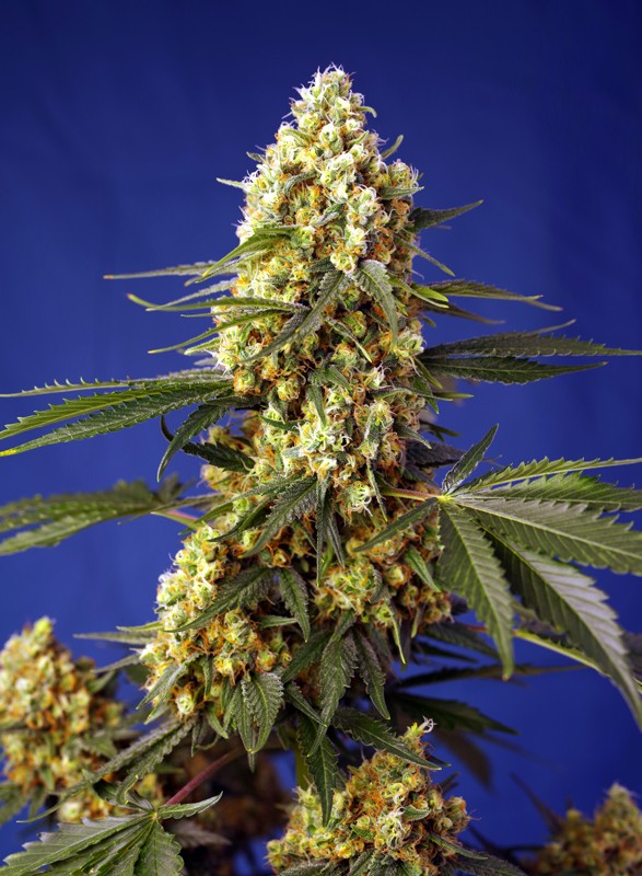 Semillas feminizadas Strawberry Banana Gelato XL Auto