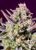 Sweet Zenzation XL Auto Feminisierte Samen
