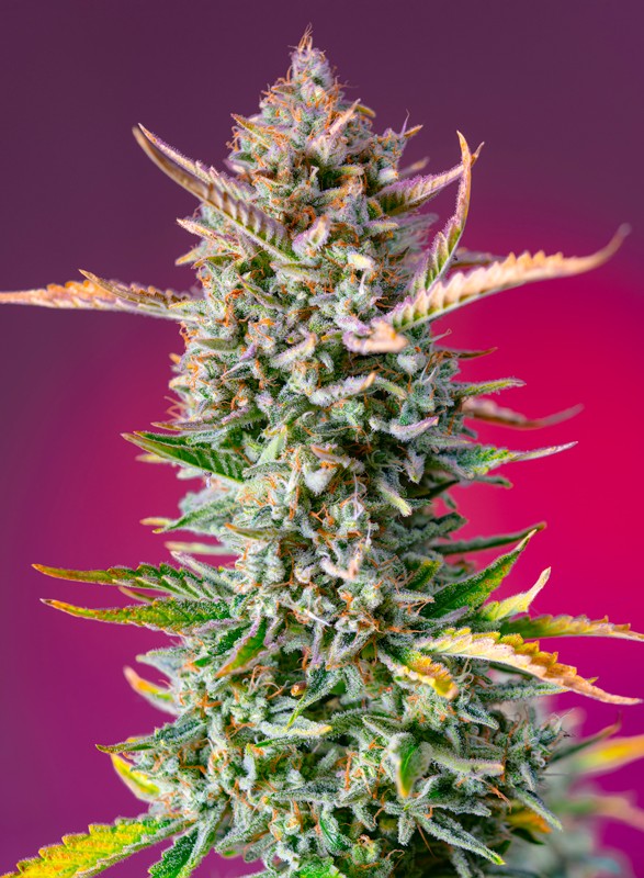 Gorilla Sherbet F1 FAST Feminisierte Samen