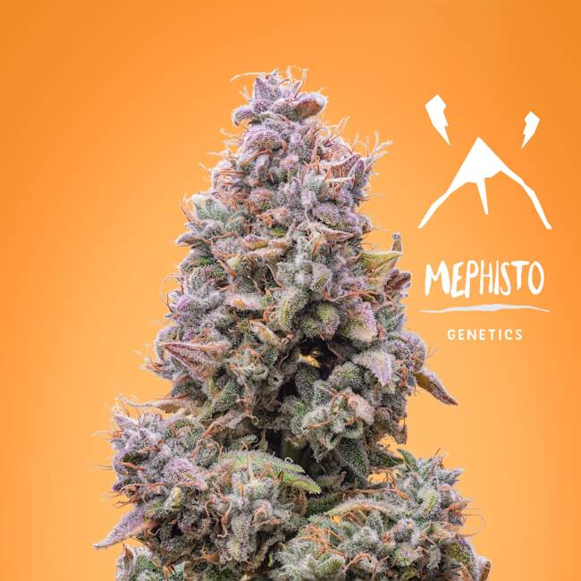 Mango Smile Auto Feminisierte Samen