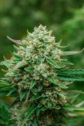 Semillas feminizadas Froot by the Foot Auto