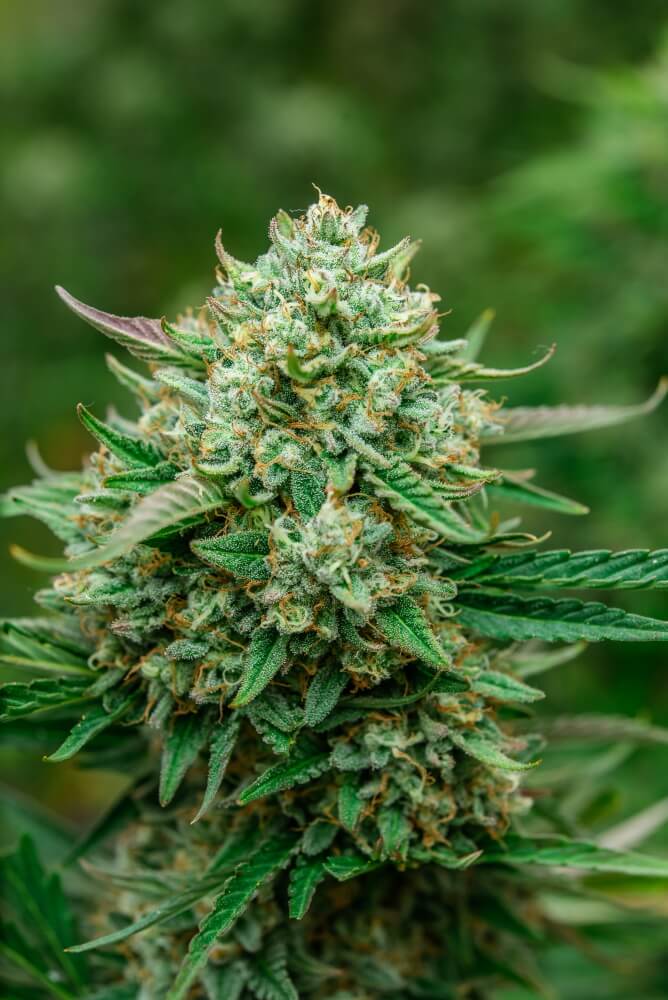 Semillas feminizadas Froot by the Foot Auto