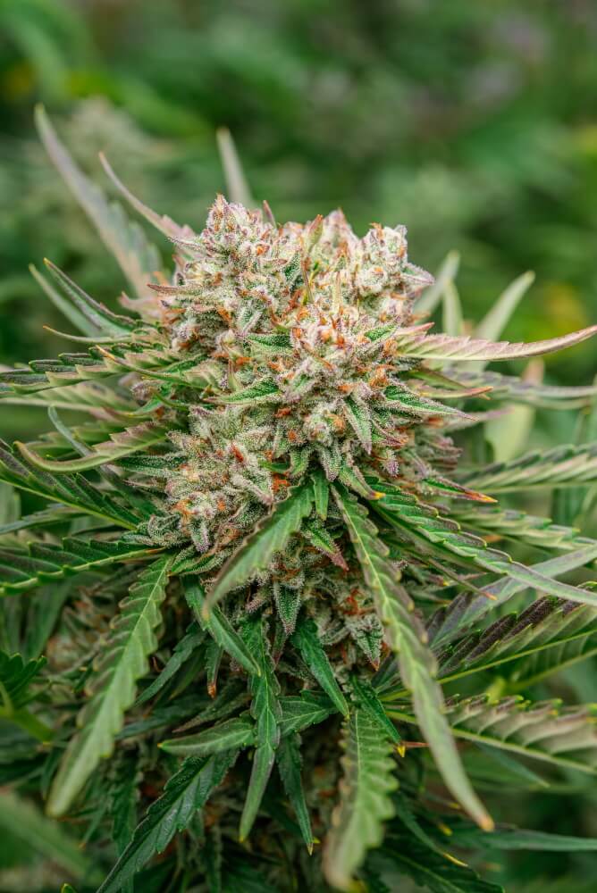 Semillas feminizadas GMO OG Auto