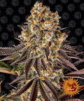 Gelato 45 Feminised Seeds