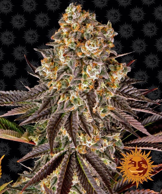 Gelato 45 Feminised Seeds