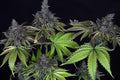 Gelato Feminised Seeds - BULK x 100