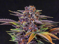 Forbidden Fruit Feminised Seeds - BULK x 100