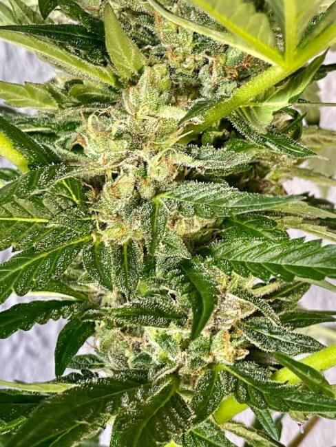 Zkittlez Feminisierte Samen - Großpackung x 100