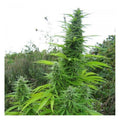 Do-Si-Dos Auto Feminised Seeds - BULK x 100