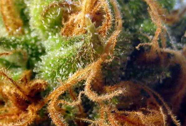Orange Sherbet Auto Feminisierte Samen - Großpackung x 100