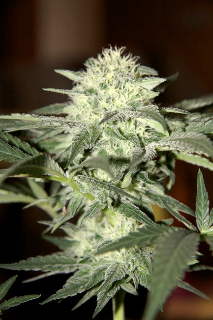 Watermelon Auto Feminised Seeds - BULK x 100