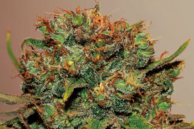 Big Bud Auto Feminisierte Samen - Großpackung x 100