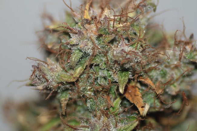 Semillas feminizadas de Blueberry Auto - A granel x 100