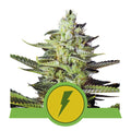 North Thunderfuck Auto Feminised Seeds