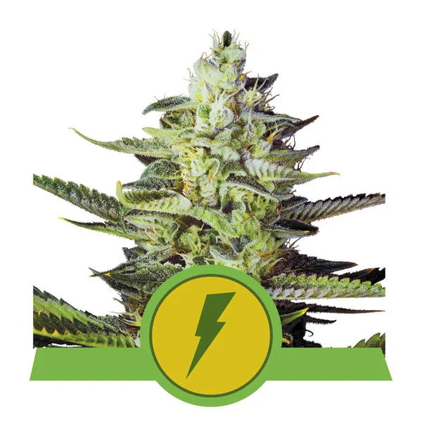North Thunderfuck Auto Feminisierte Samen