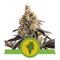 Cookies Gelato Auto Feminised Seeds