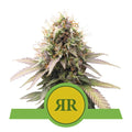 Royal Runtz Auto Feminisierte Samen