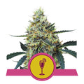 Mimosa Feminised Seeds