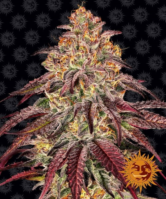 Semillas feminizadas Mimosa x Orange Punch Auto