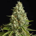 Semillas feminizadas de Amnesia Lemon
