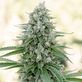 Semillas feminizadas de Critical Mango