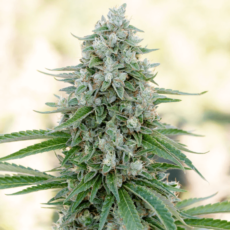 Critical Mango Feminised Seeds