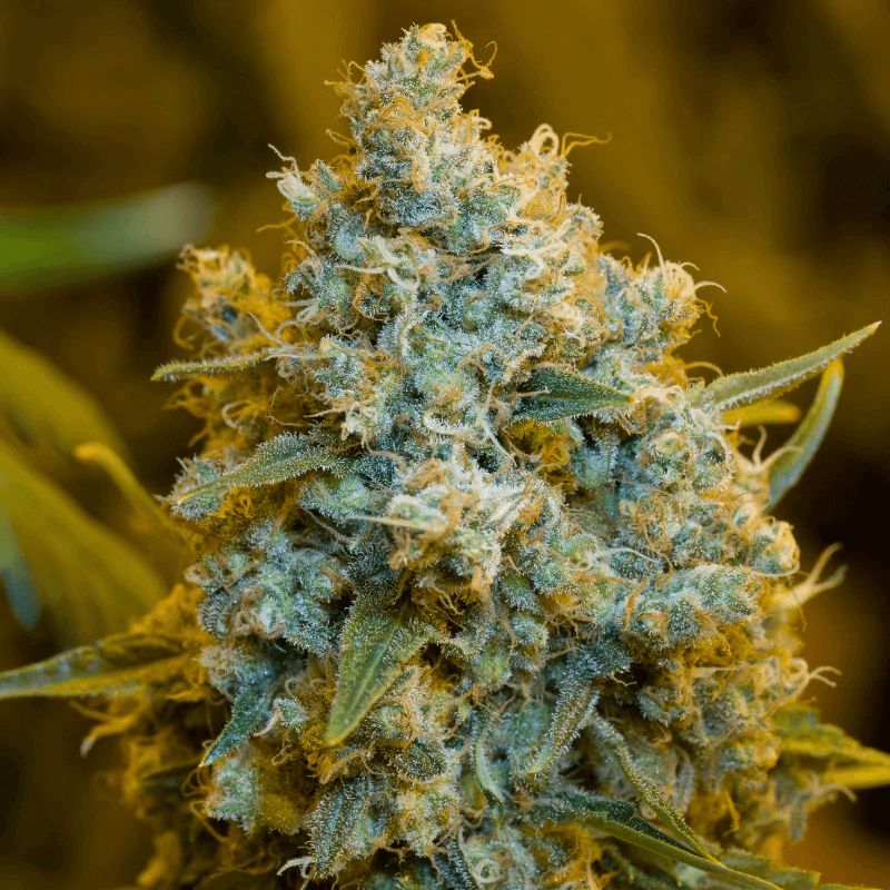 Critical Jack Feminisierte Samen