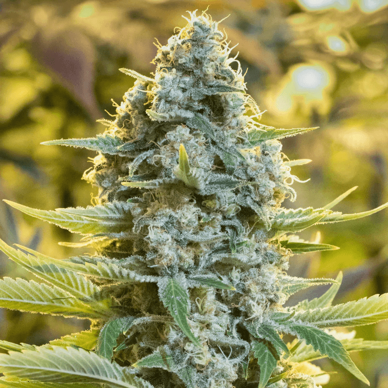 Moby Dick Feminised Seeds