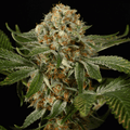Semillas feminizadas de OG Kush
