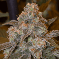 Semillas feminizadas de Gorilla Frost