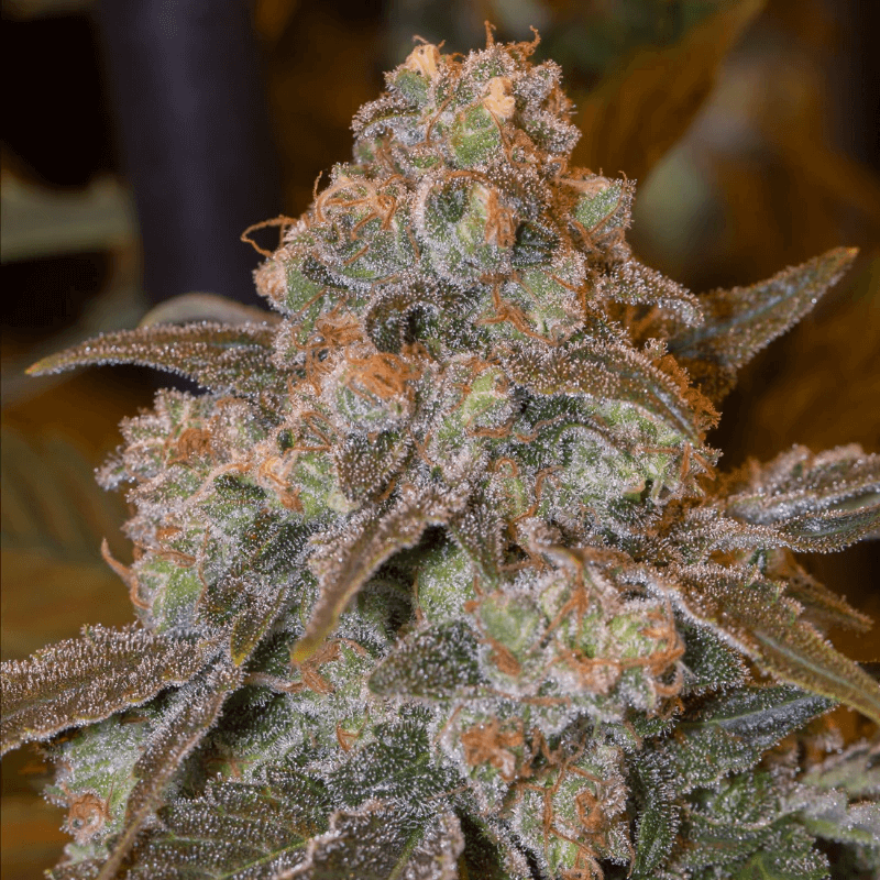 Semillas feminizadas de Gorilla Frost
