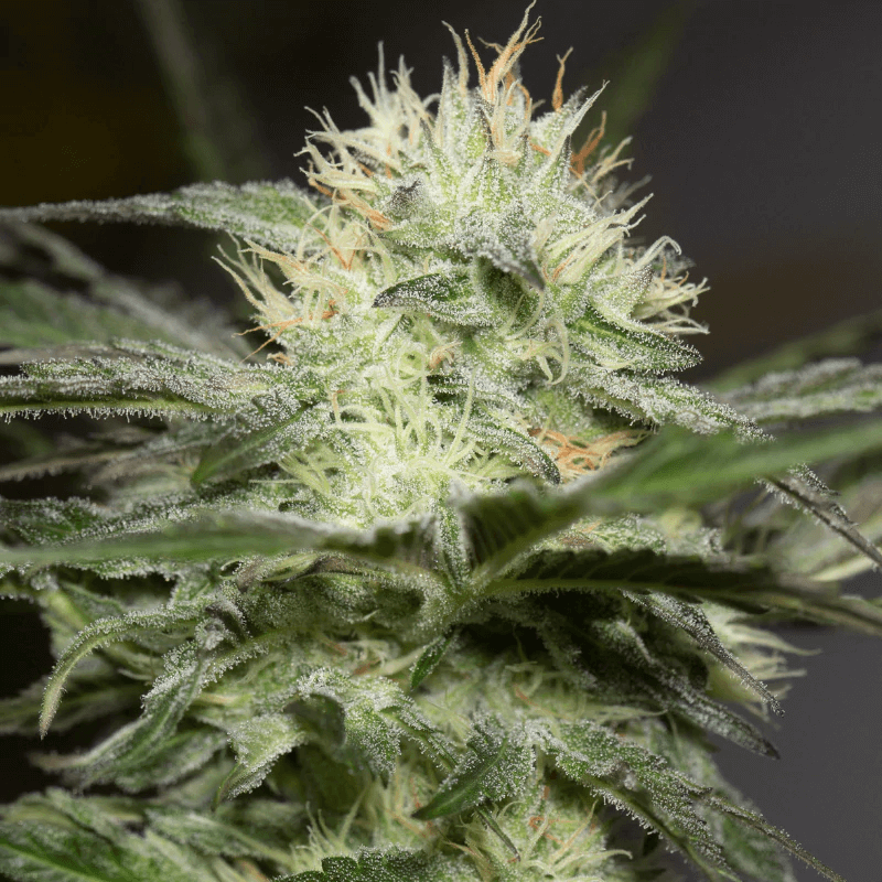 Lemon Sorbet Feminised Seeds
