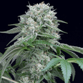 Semillas feminizadas de Starfire OG