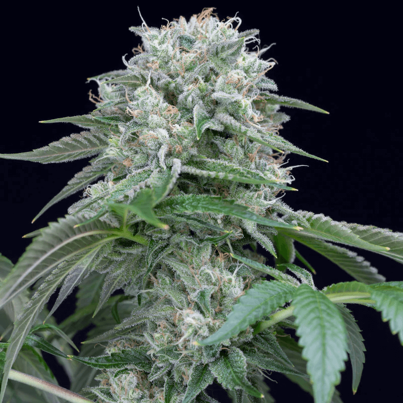 Starfire OG Feminised Seeds