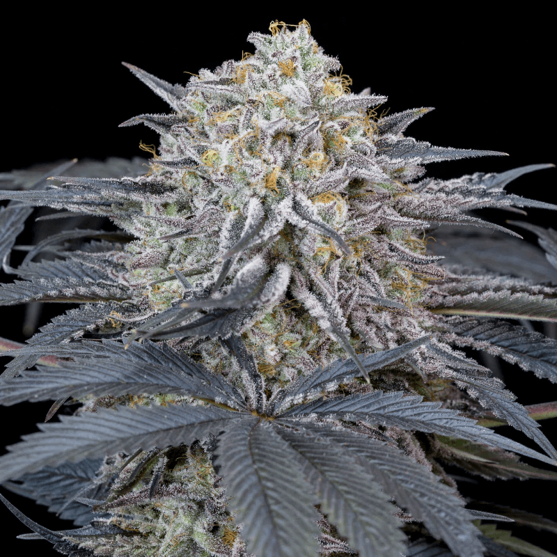 Watermelon Runtz Feminised Seeds