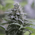 Semillas feminizadas Zkittlez 2.0