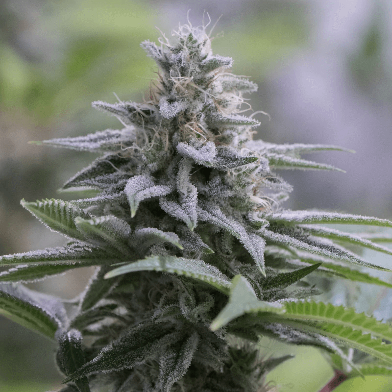 Zkittlez 2.0 Feminisierte Samen