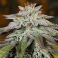 Semillas feminizadas LA Vanilla Cake Auto