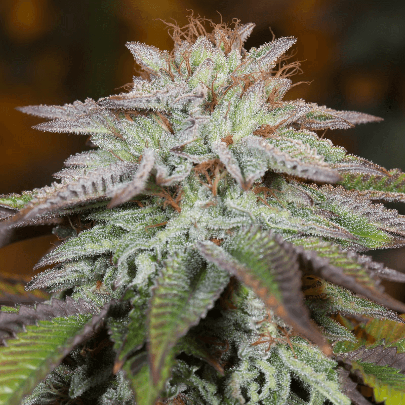 Semillas feminizadas LA Vanilla Cake Auto