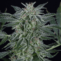 Semillas feminizadas de Critical Jack Auto