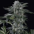 Semillas feminizadas de Moby Dick Auto