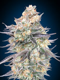 Blue Dream Feminised Seeds